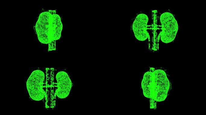 肾脏人体解剖内部器官。医学科学技术概念。线框低聚网格技术
