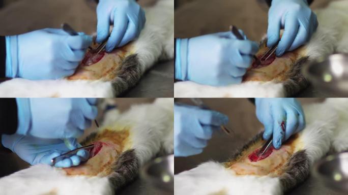 兽医诊所手术期间腹部开放的猫，在兽医诊所绝育一只猫，卵巢切除