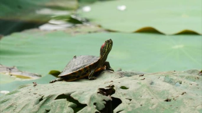 野生巴西龟站在漂浮在水面上的荷叶上，4k放大镜头，特写镜头。