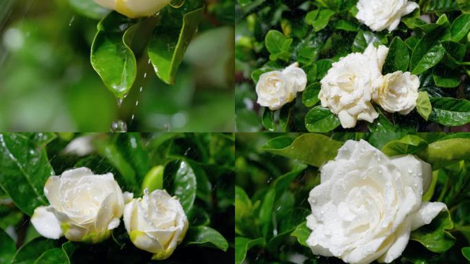 雨中栀子花