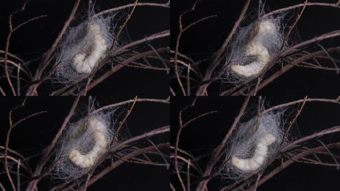 两只成熟蚕茧在树枝上的特写，4k延时镜头，中国农业和动物概念。
