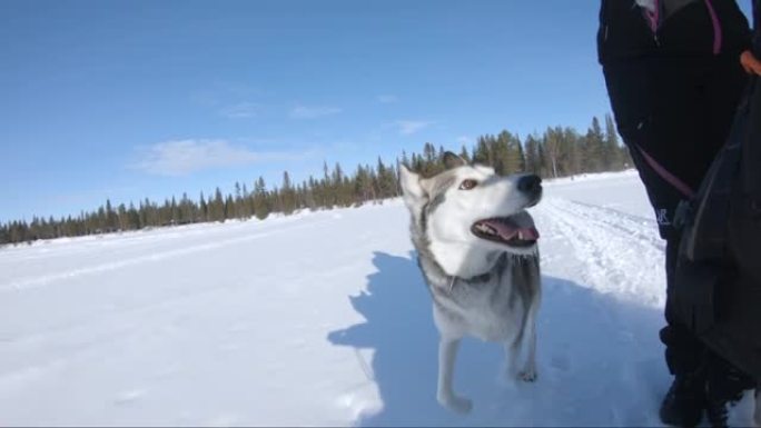 快乐的西伯利亚哈士奇狗在雪地上的雪橇旁奔跑。