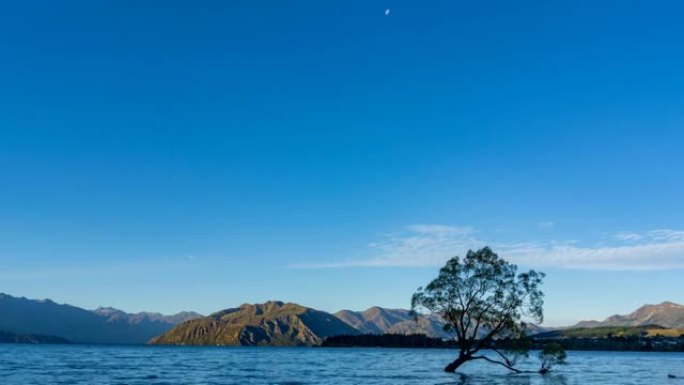 新西兰黎明时瓦纳卡湖瓦纳卡树和云的4k延时