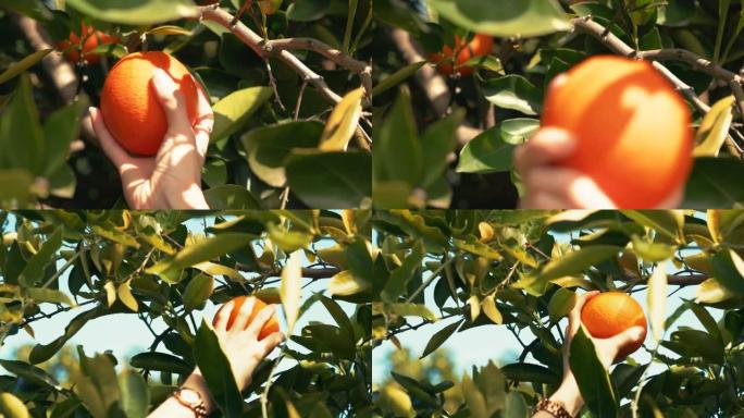 在农场的果园里手工采摘有机橙子。柑橘类水果，维生素c