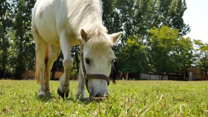 在阳光明媚的夏日，一匹小马在农场的后院吃饭和散步。