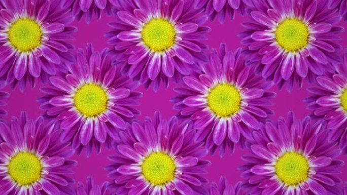 紫菊动画图案背景。无缝循环概念花卉动画