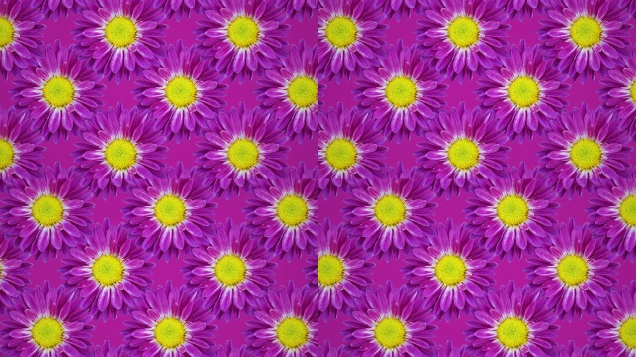 紫菊动画图案背景。无缝循环概念花卉动画