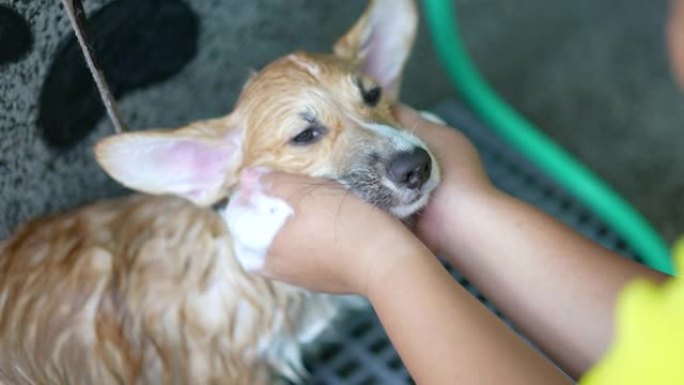 柯基犬有淋浴水疗和按摩