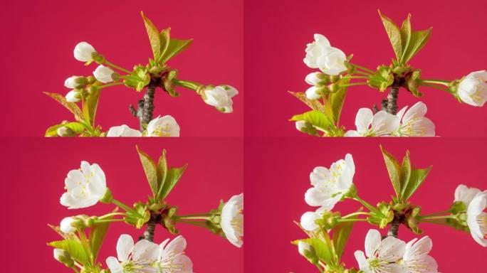 4k延时的甜樱桃树花开并在红色背景上生长。盛开的小白花的小花。9:16比率的时间流逝。