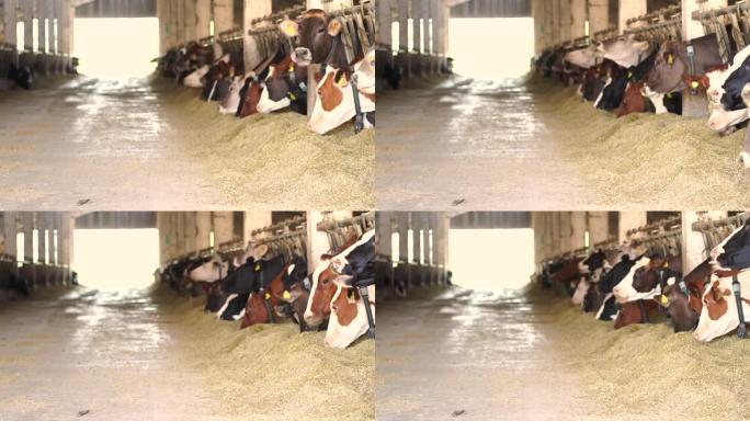 4k视频奶牛在大型奶牛场吃青贮饲料，牛奶生产，牛棚
