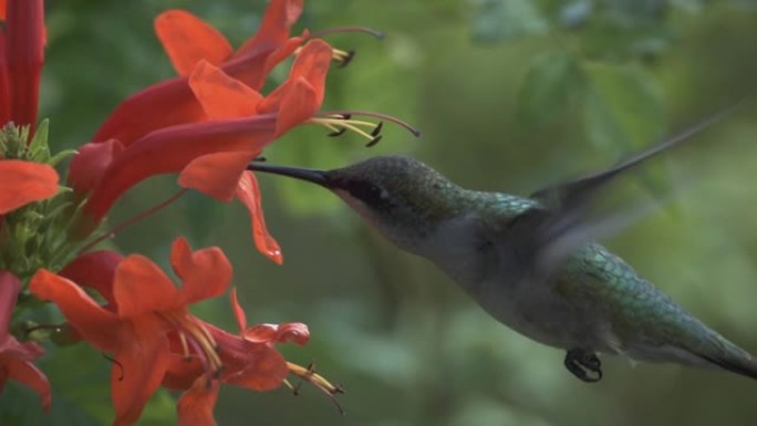 蜂鸟科 (Trochilidae) 是小鸟目中的一个科。从阿拉斯加和拉布拉多到火地岛，有350多个已