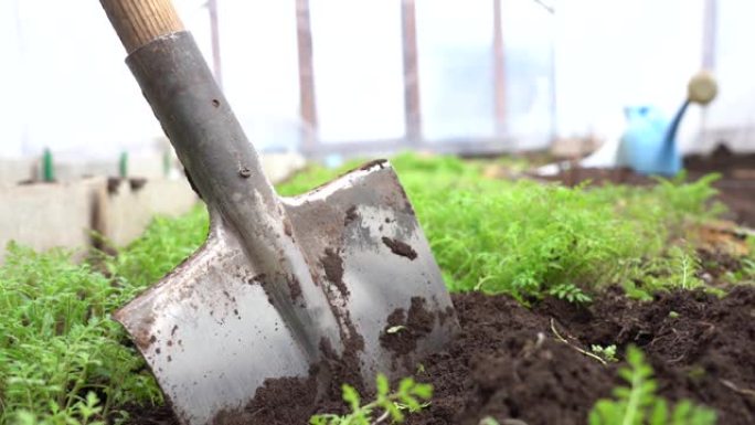 用铲子挖绿肥植物的土壤