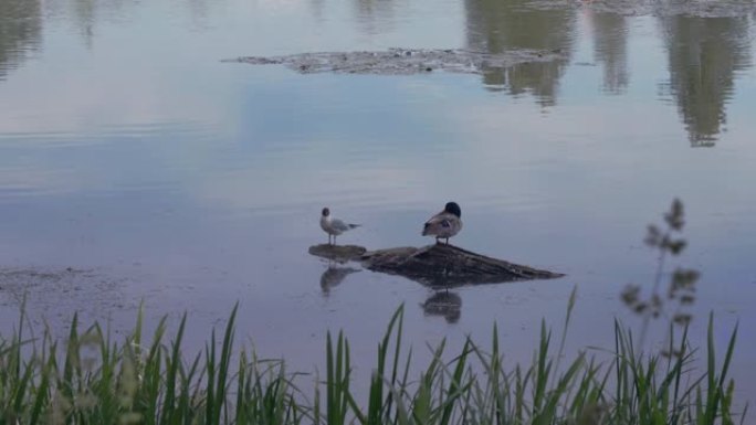 池塘中一个小岛上的野鸟，栖息地中的水禽高质量4k镜头