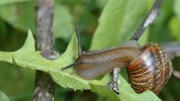 一只爬出壳的蜗牛在植物上