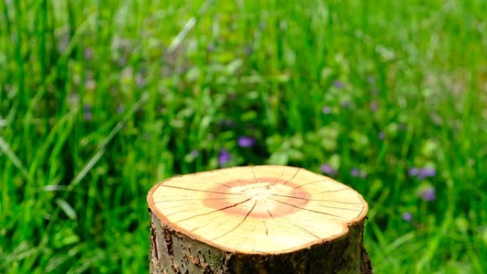 圆形木制圆筒形状的锯切在自然和草地的背景上。带有树桩的s。展示生态化妆品或乳制品或其他天然产品的空陈