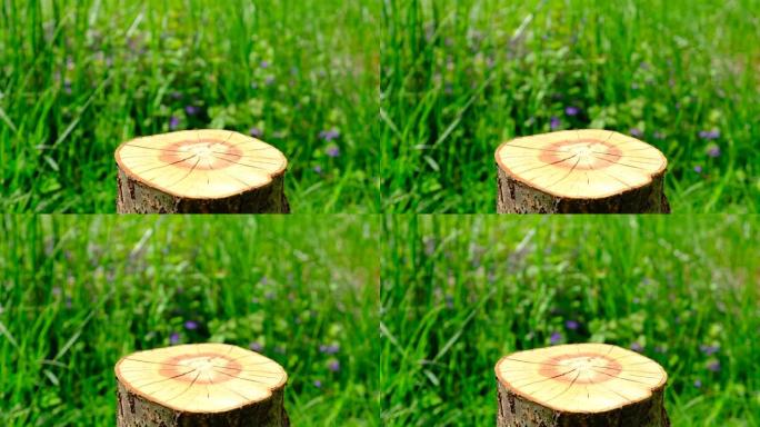 圆形木制圆筒形状的锯切在自然和草地的背景上。带有树桩的s。展示生态化妆品或乳制品或其他天然产品的空陈