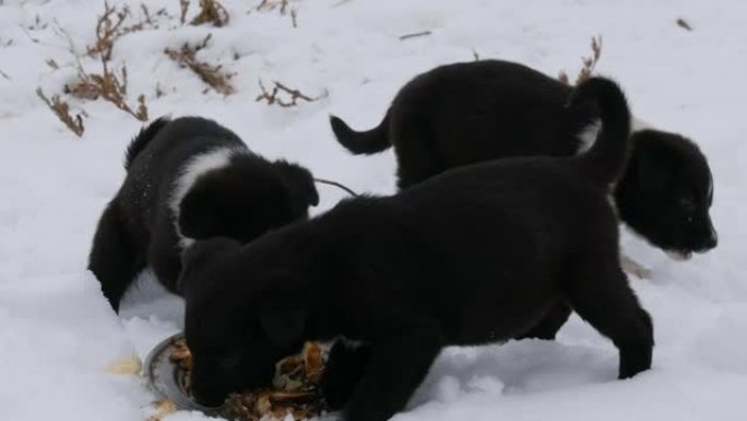 三只可爱的有趣的小黑白小狗冬天在雪地上吃。饥饿的小狗吃鱼头