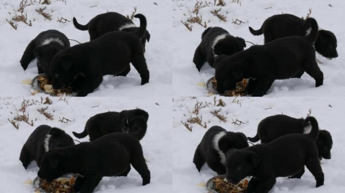 三只可爱的有趣的小黑白小狗冬天在雪地上吃。饥饿的小狗吃鱼头