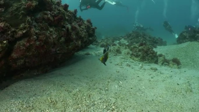 台湾海底礁游动的半圆神仙鱼