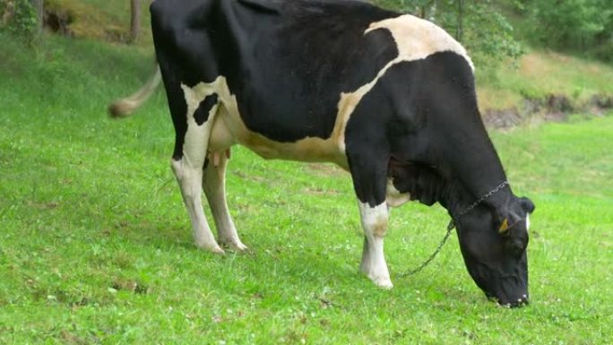 晴天草地上的牛。一群母牛走过田野，吃着新鲜的绿草。