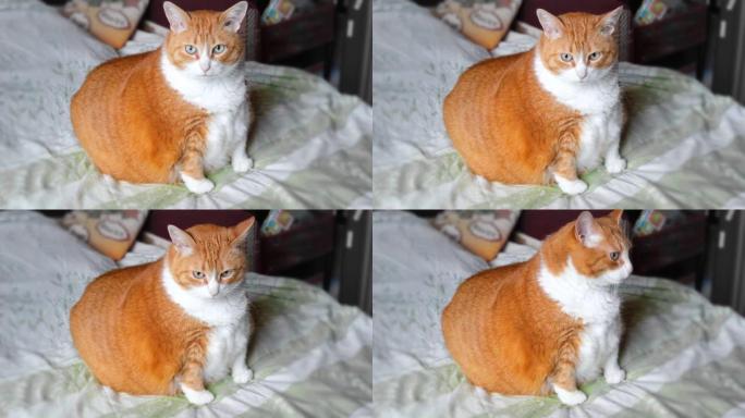 非常胖的猫坐在床上。姜和白色条纹猫很大。巨大的懒惰虎斑猫躺在沙发上。肥胖的肚子。宠物超重。错误的食物