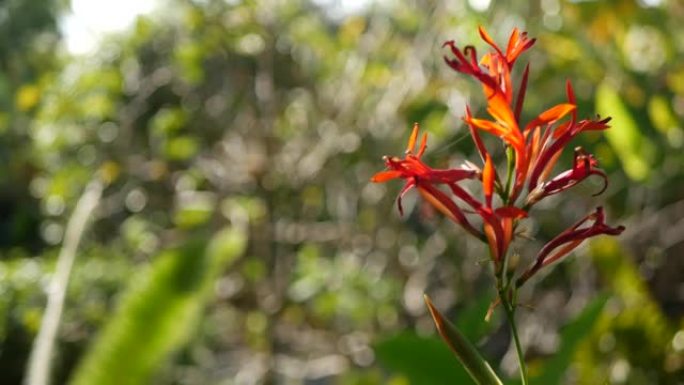 红色美人蕉籼稻花，深绿色叶子，美国加利福尼亚州。优雅的竹芋花。异国热带丛林雨林植物氛围。自然生动的绿