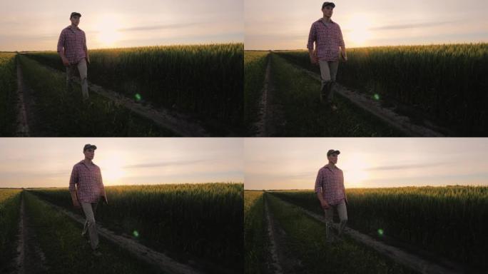 一个成功的农民在日落时沿着他的麦田行走