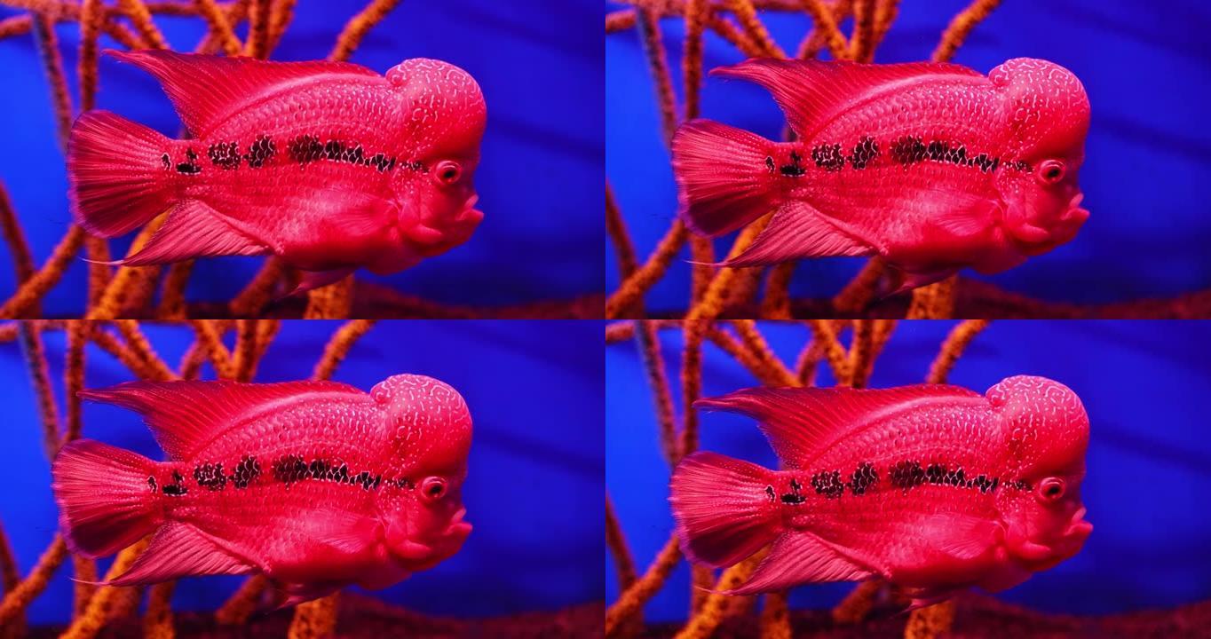 花角鱼慈鲷在水族馆游泳。慢动作