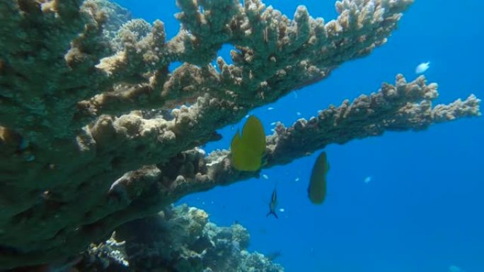 两只黄色蝴蝶鱼站在珊瑚下。金蝴蝶鱼或蒙面蝴蝶鱼 (Chaetodon semilarvatus)