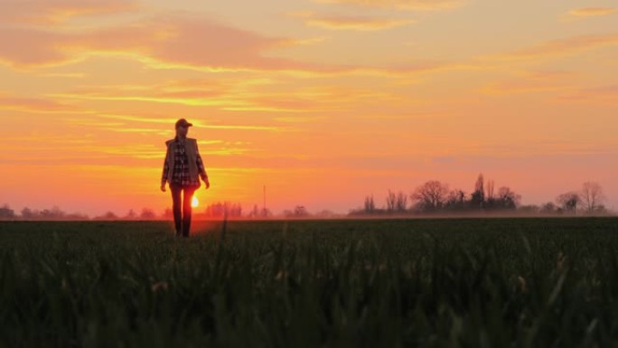 一位年轻的农民在粉红色的天空和夕阳的背景下走过一片绿色的麦田