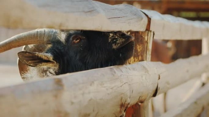 孩子给一只很酷的黑山羊请客，黑山羊把头伸进栅栏的裂缝里。农场生活
