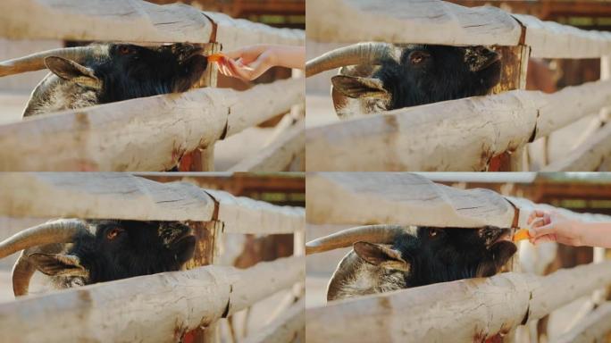 孩子给一只很酷的黑山羊请客，黑山羊把头伸进栅栏的裂缝里。农场生活