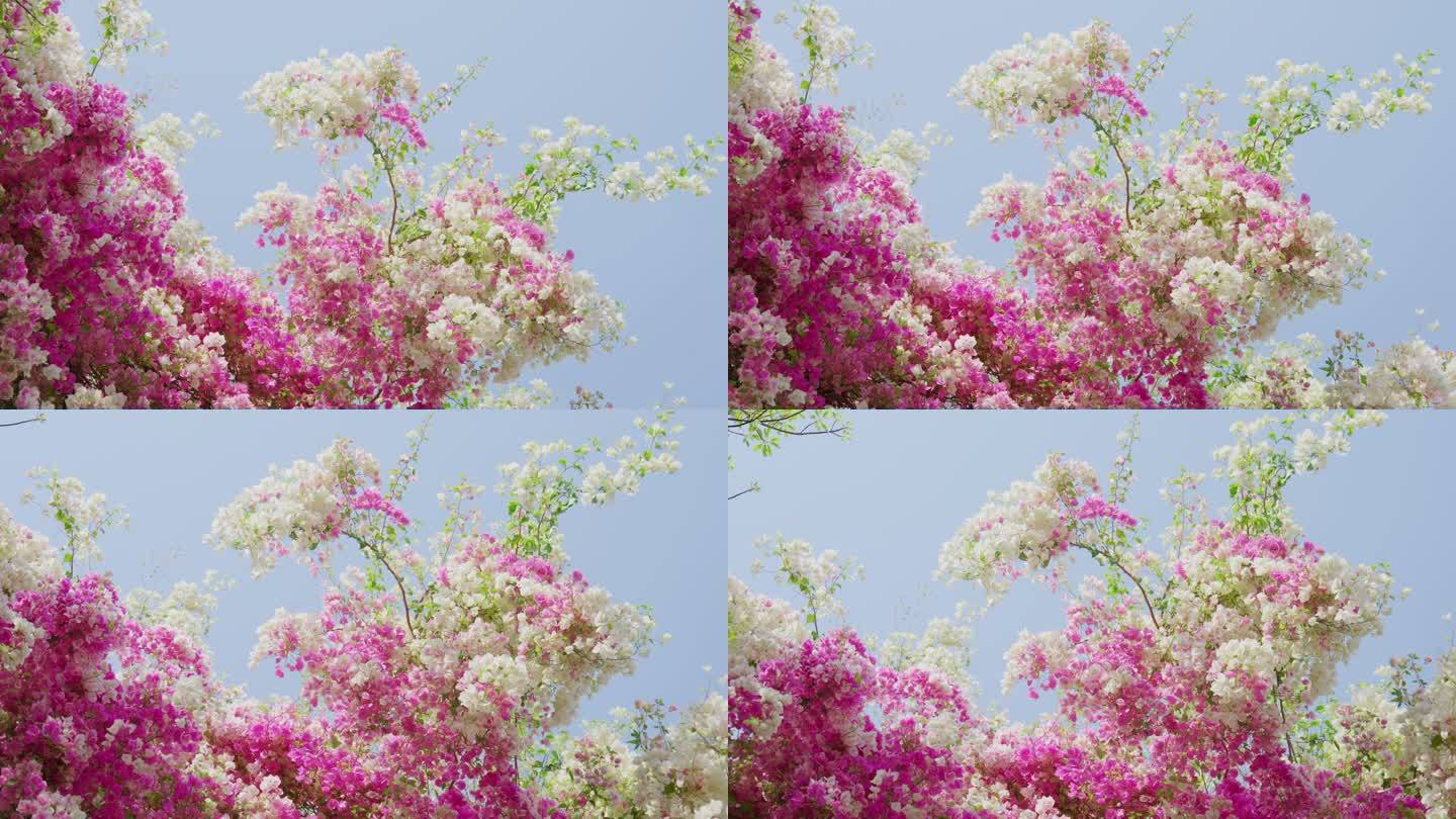粉白色三角梅花树繁茂 花枝招展