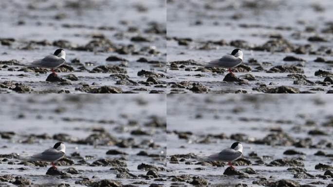 黄嘴河燕鸥在江滩上休息