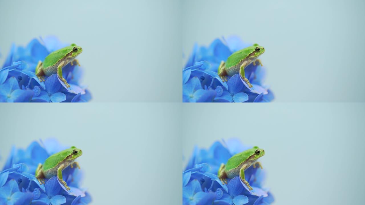 用微距镜头拍摄绣球花和雨蛙