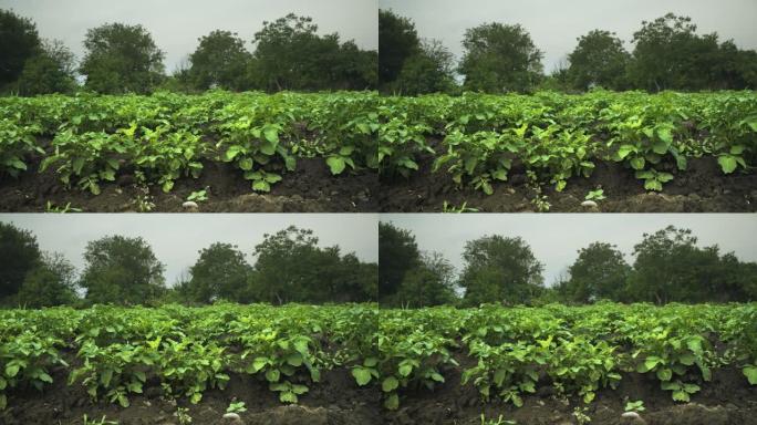 在阴天，绿色马铃薯植物在家里的小种植园的特写镜头。与滑块上的行平行的滑动运动