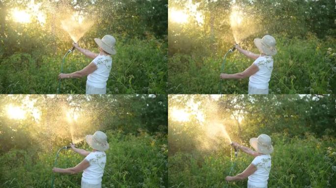 快乐的老年女性在夏季花园里用软管浇花植物很开心。背光中的水滴。农耕、园艺、农业、老年人。在农场种植有