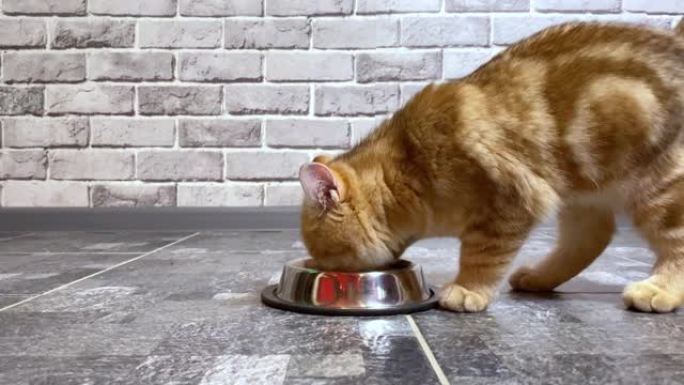 从碗里喝的红色姜黄色条纹小猫。灰色砖墙背景