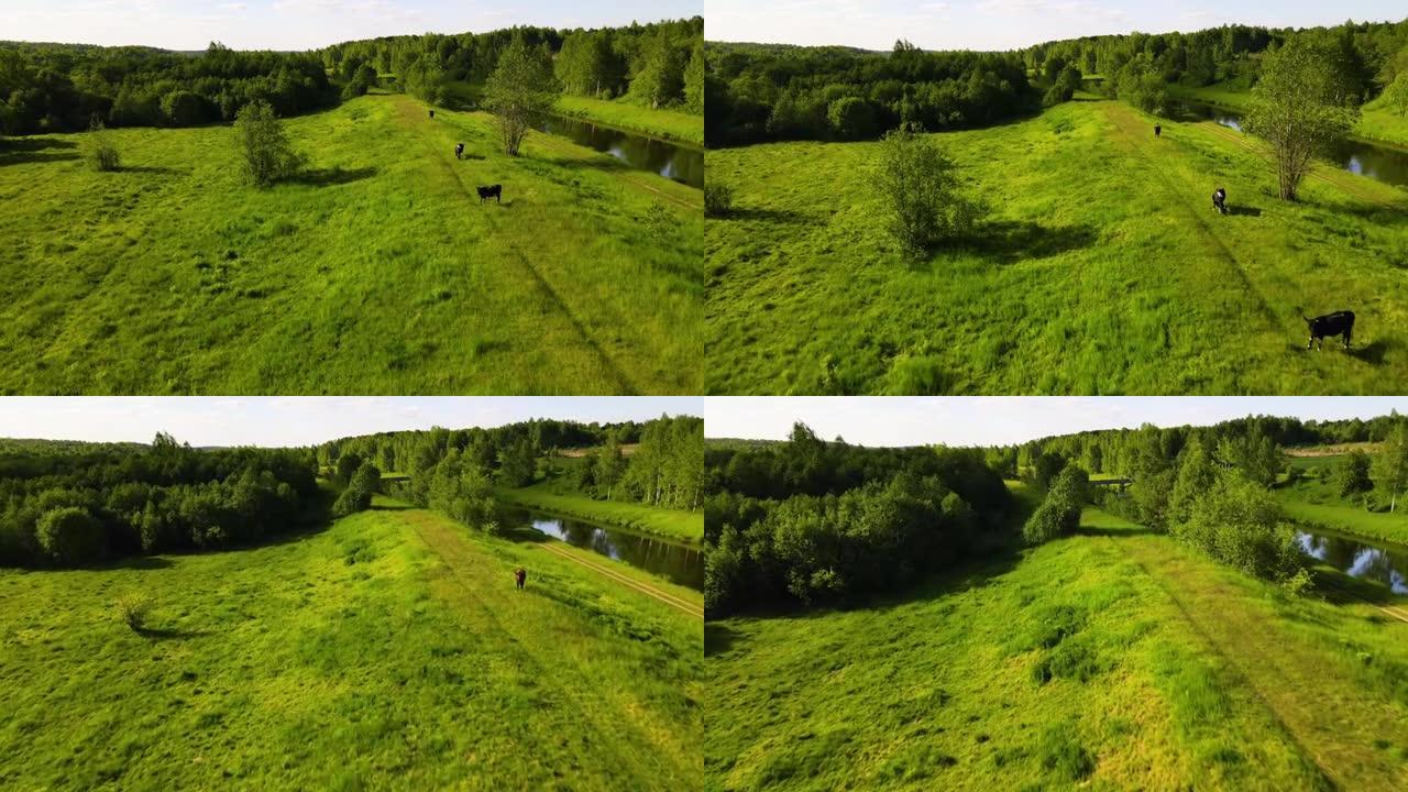 奶牛在河边绿草如茵的田野上吃草。带湖泊的农场的鸟瞰图，一头牛吃着绿草来制作新鲜牛奶