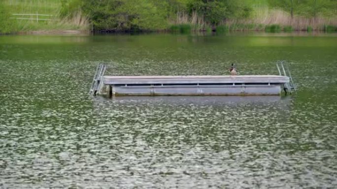 单绿棕白绿头鸭站在湖上的游泳平台上，白天没有人的嘎嘎嘎嘎的鸭子经常被猎杀并卖给餐馆