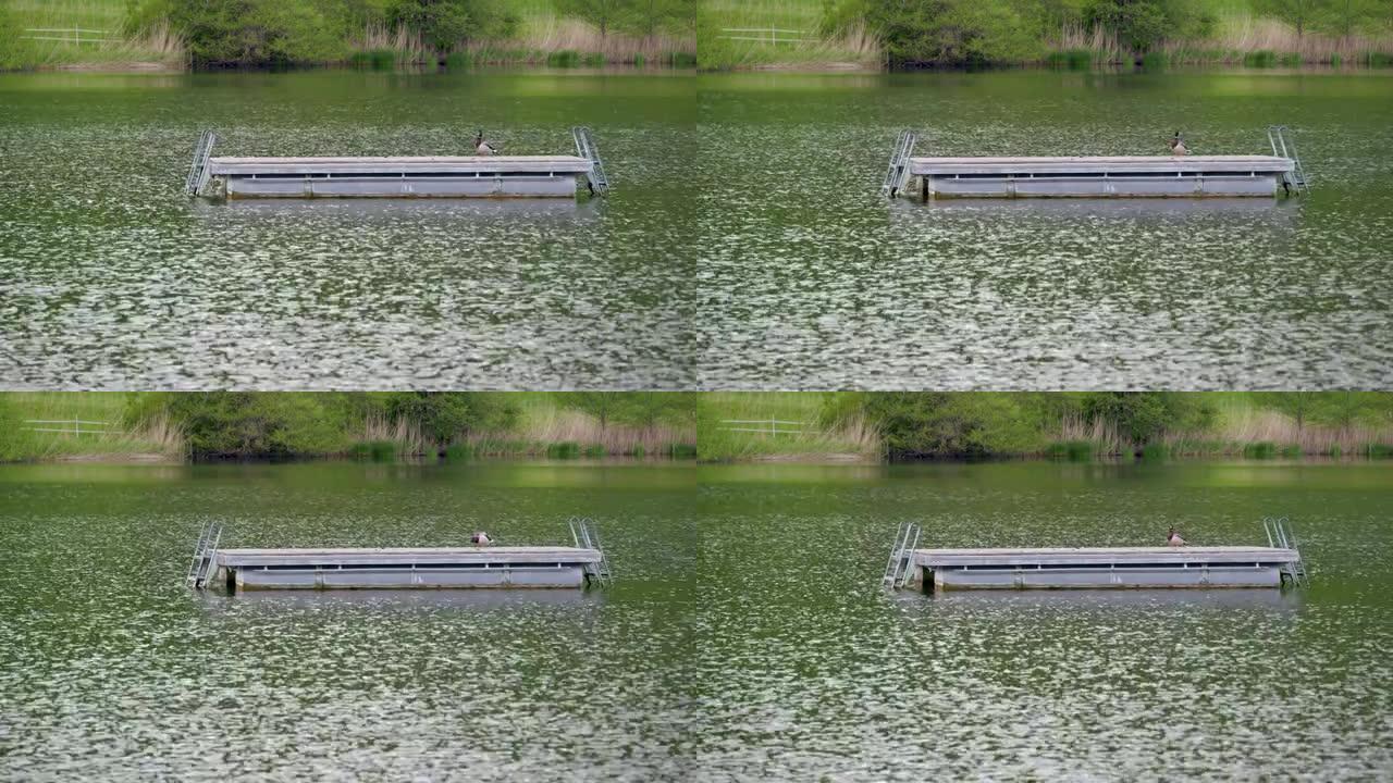 单绿棕白绿头鸭站在湖上的游泳平台上，白天没有人的嘎嘎嘎嘎的鸭子经常被猎杀并卖给餐馆