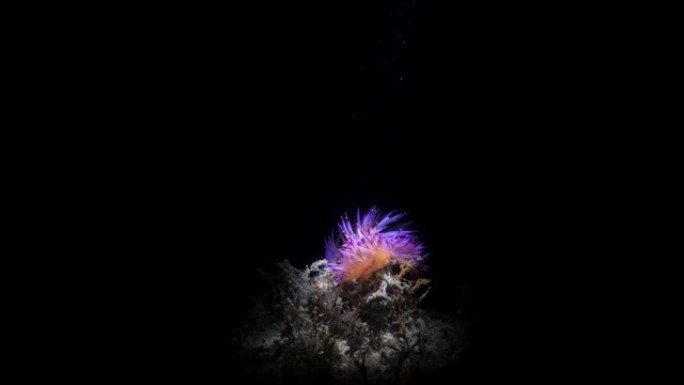 水下视频，一群充满活力的海洋生物在黑暗中被潜水员窥探视频火炬照亮