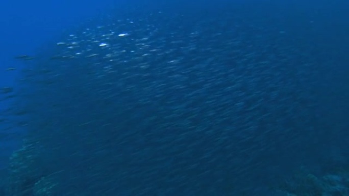 海蓝色水浪热带鱼