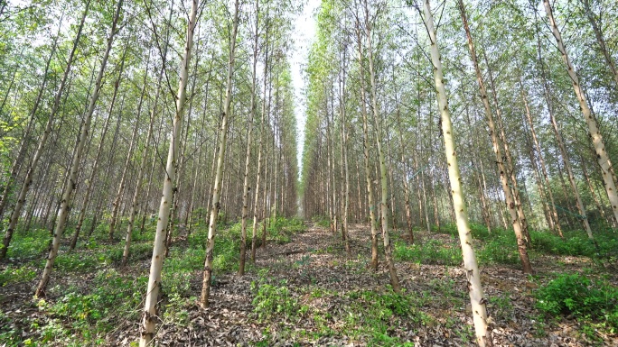 广西南宁桉树种植林郊区生态桉速生树林林