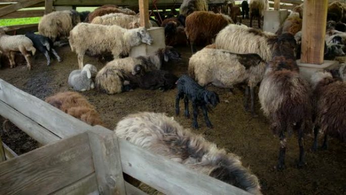 羊群农场里的羊。选择性聚焦。动物。