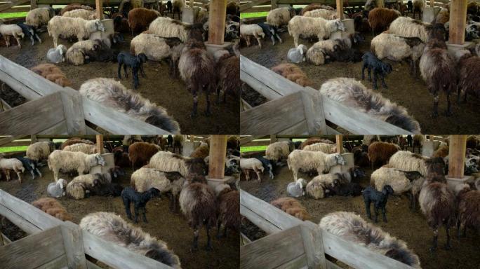 羊群农场里的羊。选择性聚焦。动物。