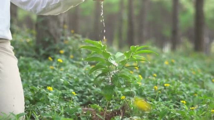 关闭女性手给幼树浇水