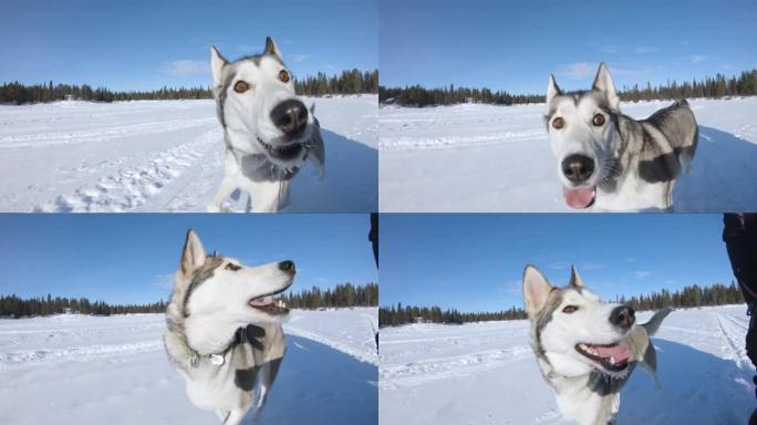 快乐的西伯利亚哈士奇狗在雪地上的雪橇旁奔跑。