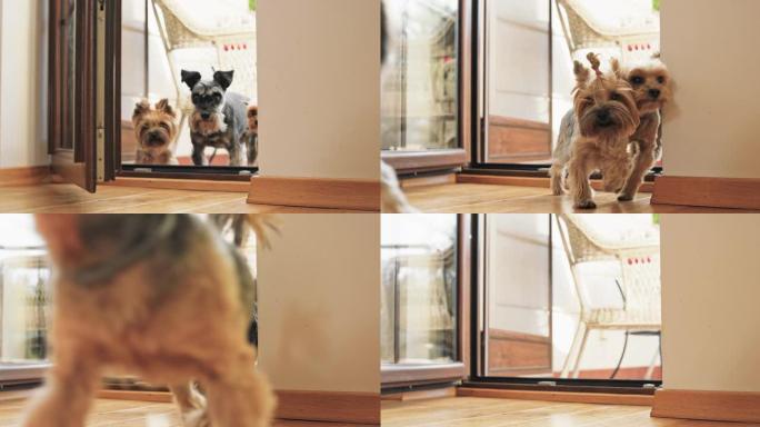 一群约克狗通过阳台门闯入一所房子，阳台门以慢动作接近相机。视角更靠近地板，在狗的高度，明亮的阳光