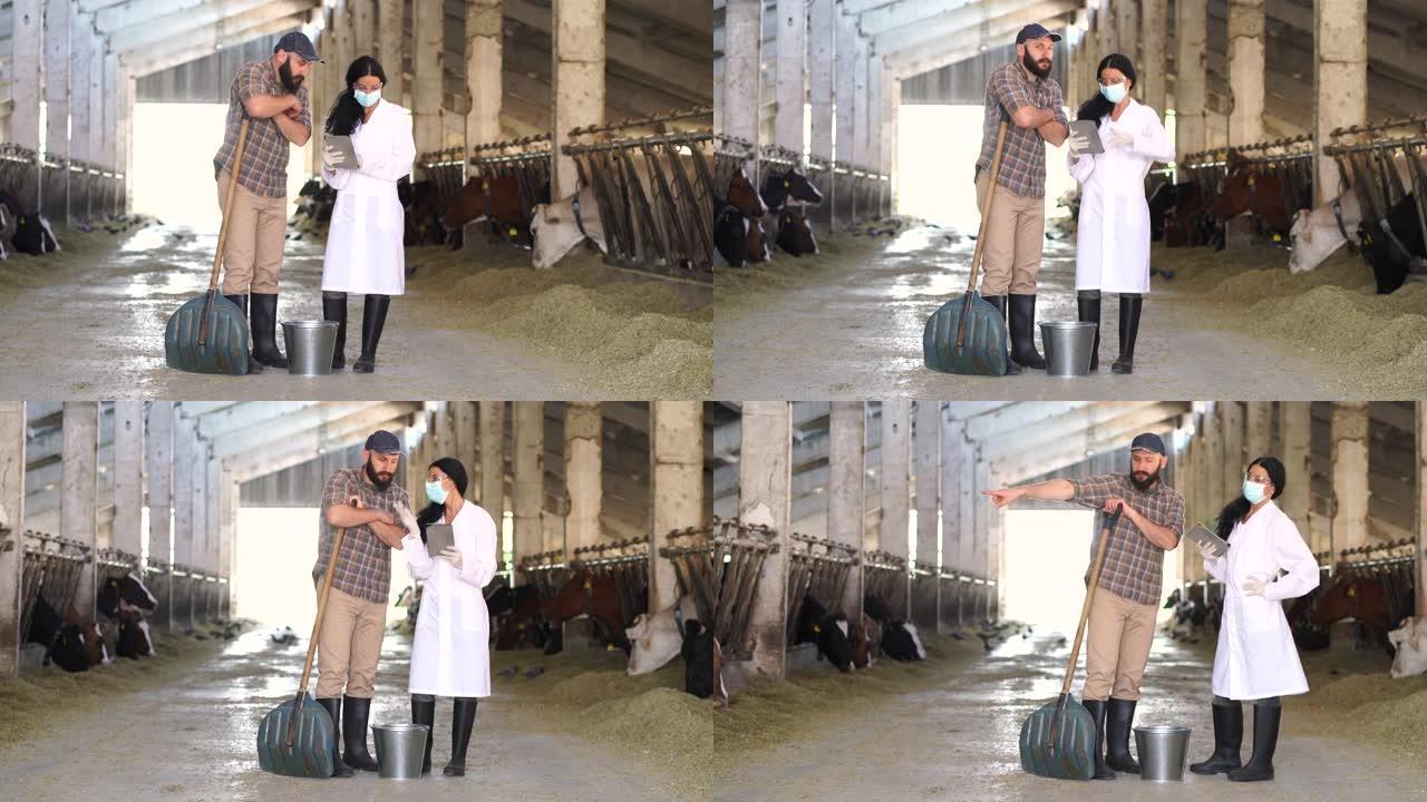 4k视频宽镜头，一名穿着白色工作服的女性专业人士在一个大牛棚里与年轻的男性农民发生争执。她正在进行检